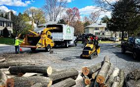 Trusted Encinitas, CA Tree Removal and Landscaping Services Experts